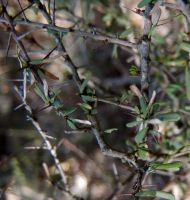 Gymnosporia polyacantha subsp. vaccinifolia old leaves