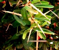 Gymnosporia polyacantha subsp. polyacantha leaves