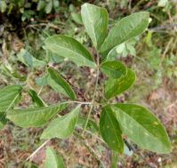 Heteromorpha arborescens var. abyssinica leaf