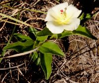 Hibiscus aethiopicus var. ovata