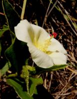 Hibiscus aethiopicus var. ovata flower