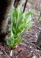 Scadoxus puniceus leaves