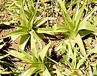 Bulbine latifolia pale leaves