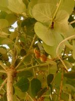 Erythrina abyssinica fruit pod