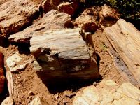 Fossil tree chunks