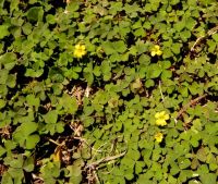 Oxalis corniculata on which the sun never sets