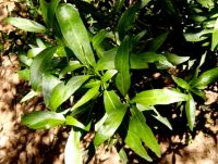 Pavetta lanceolata leaves