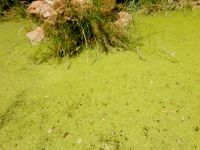 Green slime pond