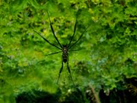 Spiders also live in forests
