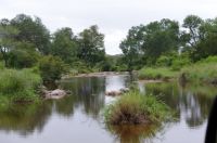 River vegetation