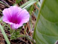 Ipomoea ommaneyi flower and stalk