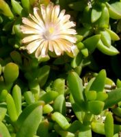 Delosperma prasinum flower