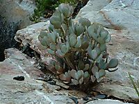 Crassula arborescens, the silver dollar plant