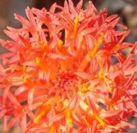 Kleinia stapeliiformis flower
