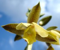 Eulophia coddii flower