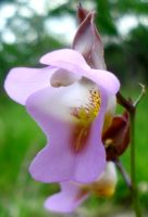 Eulophia cucullata flower