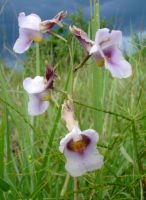 Eulophia cucullata pale inflorescence