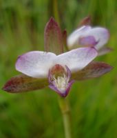 Eulophia hians var. nutans flower