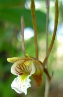 Eulophia longisepala flower