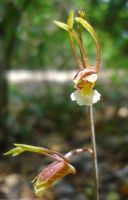 Eulophia longisepala sepals