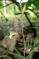 Eulophia longisepala buds