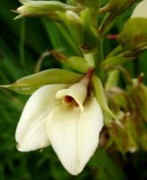Eulophia parvilabris flower
