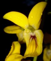 Eulophia speciosa flower