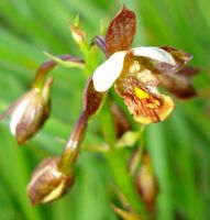 Eulophia tenella flower