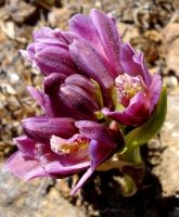 Orthochilus vinosus flowers