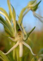 Habenaria barbertoni flower