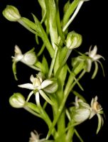 Habenaria falcicornis subsp. caffra flowers
