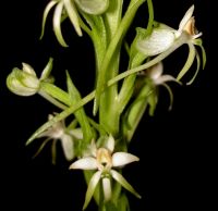 Habenaria falcicornis subsp. caffra long spurs