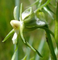 Habenaria galpinii flower profile