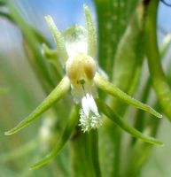 Habenaria galpinii flower full frontal