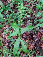 Habenaria malacophylla leaves