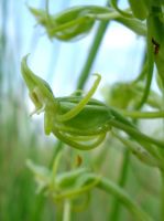 Habenaria mossii flower profile