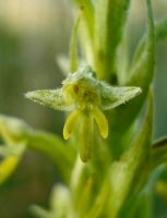Habenaria pseudociliosa flower