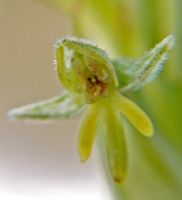 Habenaria pseudociliosa flower