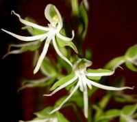 Habenaria transvaalensis flowers