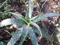 Aloe pruinosa