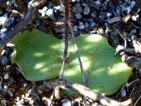 Holothrix secunda leaves