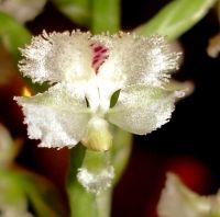 Huttonaea fimbriata flower