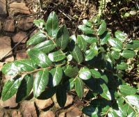 Diospyros whyteana leaves of a sapling