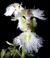 Huttonaea grandiflora, not your everyday flower