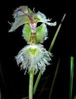 Huttonaea grandiflora greenish flower