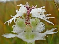Huttonaea grandiflora flower fringes