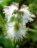 Huttonaea oreophila flower