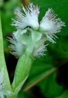 Huttonaea oreophila flower from behind