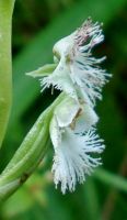 Huttonaea oreophila flower profile