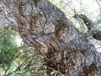Senegalia caffra bark